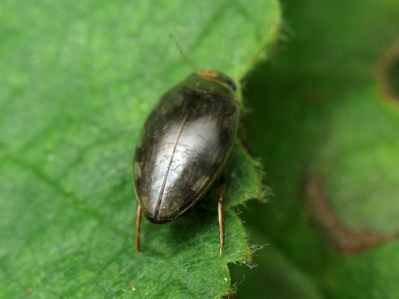 Laccophilus minutus (Linnaeus, 1758)